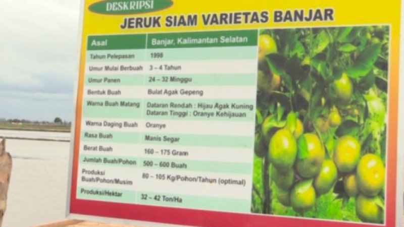 Food Estate Kalteng Sulap Rawa Jadi Kawasan Buah dan Sayur