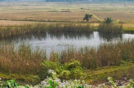 Dilarang Menikah untuk Keempat Kali, Wanita 23 Tahun Ini Celup Anak dari Suami Pertama ke Kolam