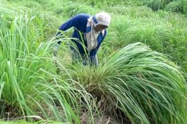 Tingkatkan Nilai Perekonomian Pekebun, Kementan Dorong Budi Daya Serai Wangi di Brebes