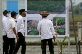 Rupiah Mengalir Kompetitif dari Program Food Estate di Kalteng