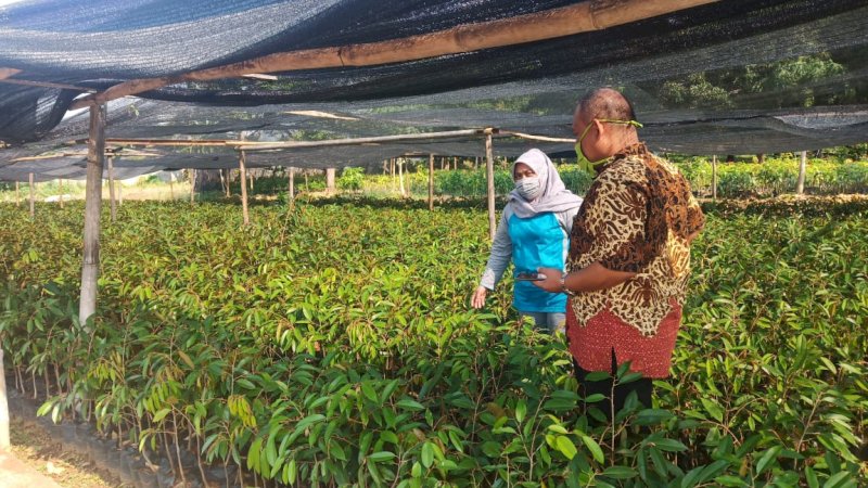 Berat Per Biji Sampai 12 Kilogram, Durian Kromo Banyumas Akan Ditanam di Kalimantan Tengah