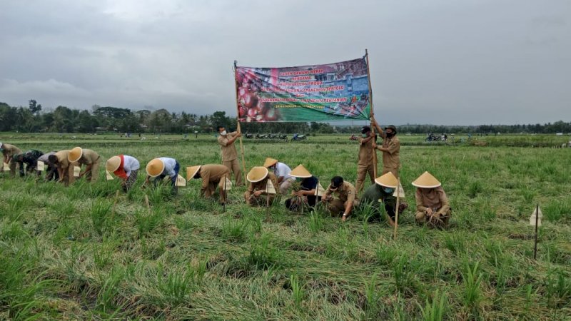 Luar Biasa, Omzet Bawang Merah di Desa Srikayangan Capai Rp66 Miliar dalam Semusim