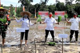 Bupati Karolin Ikut Terjun ke Lumpur, Kementan Salurkan Varietas Unggul Baru ke Landak Kalbar