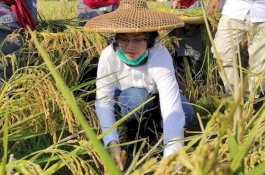 Luas Tanam Padi Meningkat, Kementan Berikan Penghargaan untuk Purwakarta
