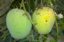 Penelitian Unpad dan Kementan, Buah Mangga Indonesia Aman dari Lalat Buah dan Siap Ekpor