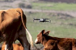 Canggih, Perusahaan Israel Kembangkan Drone untuk Awasi Ternak Gembalaan