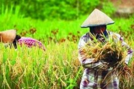Ekonomi di Lampung Tumbuh Positif, Sektor Pertanian Jadi Penyanggahnya