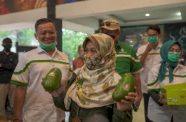 Petani Malang Kembangkan 30 Hektare Kawasan Alpukat