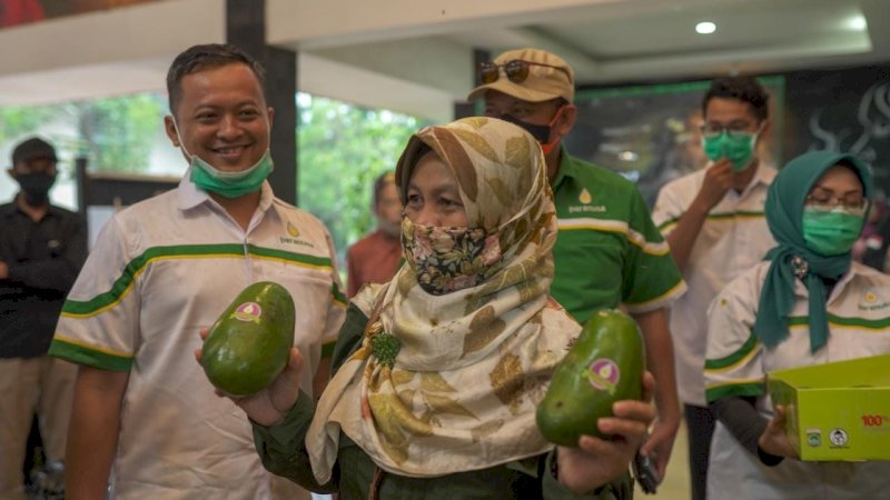 Petani Malang Kembangkan 30 Hektare Kawasan Alpukat