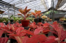 Permintaan Tanaman Hias Banjir di Masa Pandemi Covid-19, Petani Ciapus Mendadak Jadi Miliarder