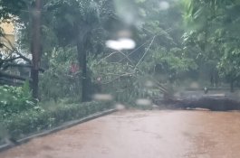 Hati-Hati, Ada Pohon Tumbang Dekat RS Wahidin