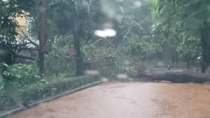 Pohon tumbang di kampus Unhas, Sabtu (19/12/2020). (FOTO: DOK MUH HASRUL)