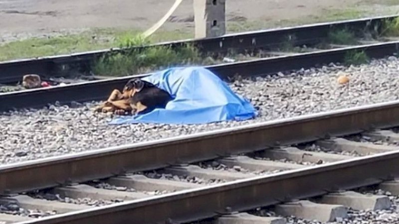 Seekor Anjing Menolak Tinggalkan Pemiliknya yang Telah Meninggal Tertabrak Kereta Api | i.dailymail.co.uk