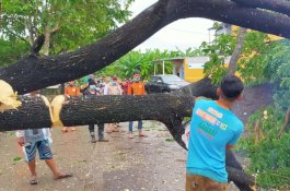 Waspada Pohon Tumbang di Gowa