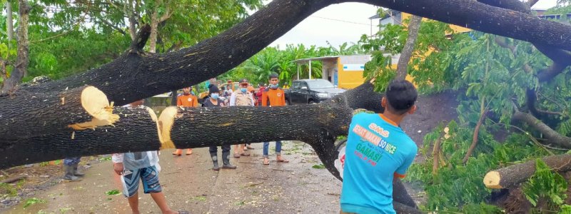 Waspada Pohon Tumbang di Gowa