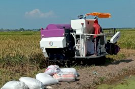Terima Bantuan Kementan, UPJA Karya Bersama Demak Sukses Kelola Mesin Panen