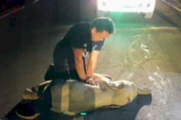Mengharukan sekaligus Menegangkan, Bayi Gajah Selamat dari Kematian Berkat Napas Buatan