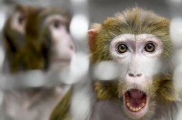 Tuai Kecaman, NASA Bunuh 27 Ekor Monyet Sekaligus dalam Sehari