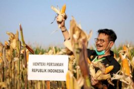 10 Provinsi Produsen Jagung Terbesar di Indonesia; Jatim Tertinggi, Sulsel Kelima
