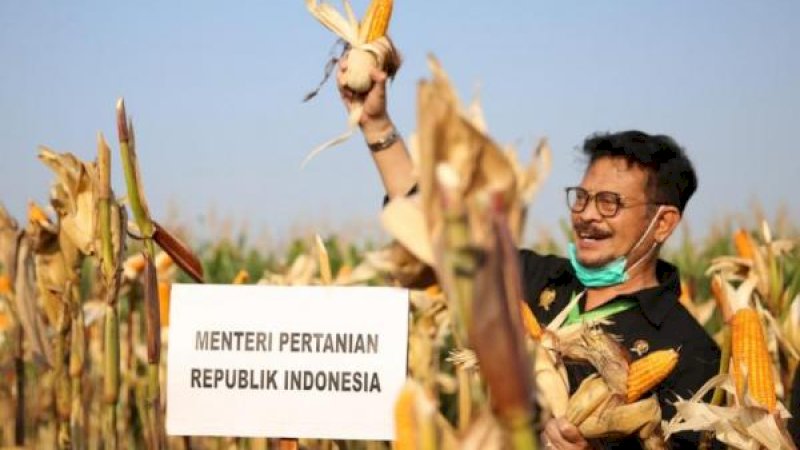 10 Provinsi Produsen Jagung Terbesar di Indonesia; Jatim Tertinggi, Sulsel Kelima