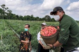 Panen Cabai; Dirjen Hortikultura Pastikan Pasokan Cabai Aman