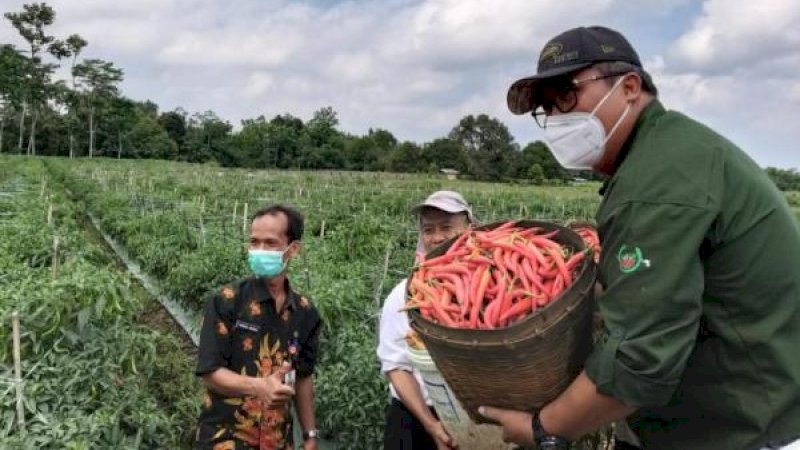 Panen Cabai; Dirjen Hortikultura Pastikan Pasokan Cabai Aman