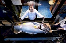 Takut Penyebaran COVID-19, Seekor Tuna Dijual Murah Rp2,8 Miliar dalam Lelang di Tokyo