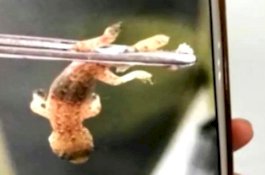 Dokter Kaget Temukan Tokek Bersarang di Telinga Pasiennya, Masih Hidup dan Bergerak!