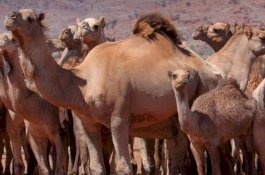 Ribuan Unta di Australia Ditembak Mati karena Dianggap Habiskan Persediaan Air