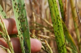 Amankan Produksi Pangan, Kementan Masifkan Penggunaan Agens Pengendali Hayati