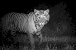 Dibentak Pak Kepala Dusun 3 Kali dari Jarak 3 Meter, Harimau Buas Ini Kabur Terbirit-birit