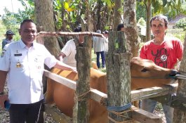 Genjot Mutu Ternak Sapi, Dispertanakbun Palopo Lakukan Inseminasi Buatan