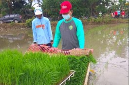 Produktivitas Pertanian Barru Tertinggi di Sulsel