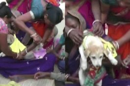 Usir Roh Jahat, Dua Anak Laki-laki di India Dinikahkan dengan Seekor Anjing