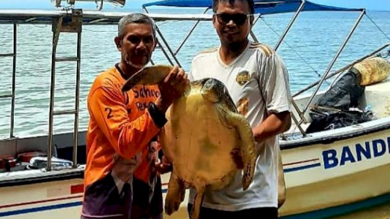 Terperangkap Jaring Nelayan, Penyu Hijau Dilepas Kembali Posal Lampia ke Laut