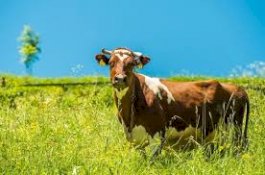 PT Widodo Group - PT Perseroda Jadikan Sulsel Lumbung Daging Nasional