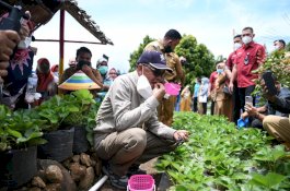 Nurdin Abdullah Petik Stroberi Hasil Tanaman Warga Desa Bonto Tallasa Bantaeng