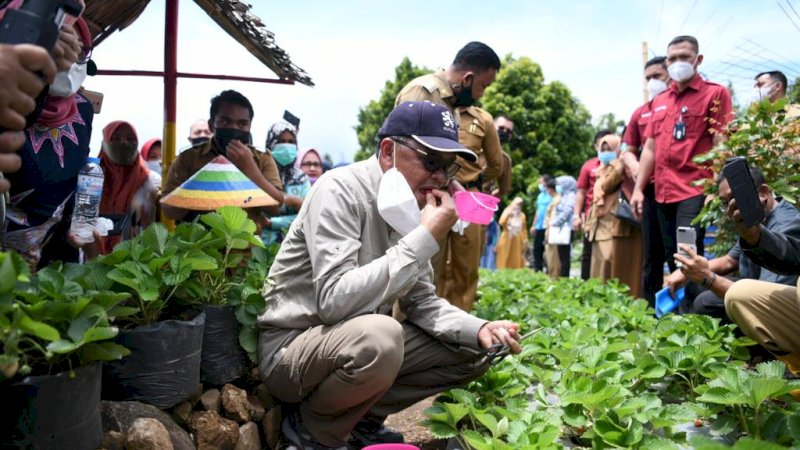 Nurdin Abdullah Petik Stroberi Hasil Tanaman Warga Desa Bonto Tallasa Bantaeng