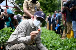 Gubernur Sulsel Petik Stroberi Hasil Budidaya Warga di Bantaeng