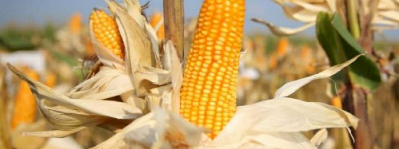 Menko Perekonomian Nilai Positif Bibit Jagung Hibrida Kementan