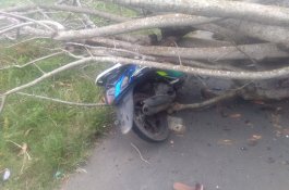 Sedang Melintas Naik Motor, Seorang Perempuan Tertimpa Pohon Tumbang di Bulukumba