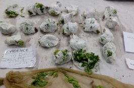 Bermodal Stoking, Wanita yang Ikat Tubuhnya dengan 1000 Kaktus Ditangkap