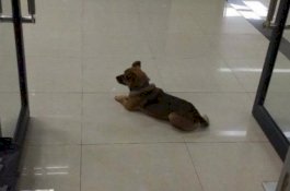 Anjing Ini Setia Menunggu di Rumah Sakit, Dia Tidak Tahu Majikannya Sudah Meninggal Akibat Covid-19