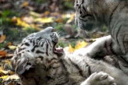 Dua Anak Harimau Putih Mati karena Covid-19, Enam Petugas Kebun Binatang Positif Covid-19