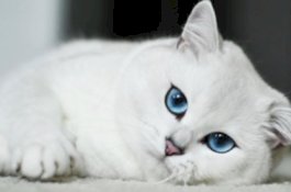 Lesu dan Muntah, Seekor Kucing Terkonfirmasi Positif Covid-19 Bersama Tuannya