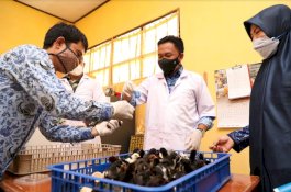 Dorong Peningkatan Produksi Ternak Ayam, Bupati Bantaeng Bantu Kelompok Peternak