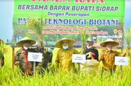 Umurnya 105 Hari, Padi Berteknologi Biotani di Sidrap Hasilkan 10,4 Ton Per Hektare