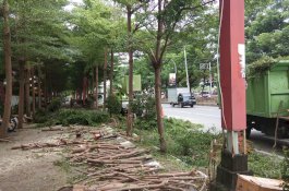 Ganggu Pemandangan Tamu,  DLH Pangkas Pohon Ketapang Atas Permintaan Hotel Imperial