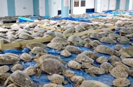 Ribuan Penyu Pingsan Akibat Kedinginan, Untungnya Berhasil Diselamatkan