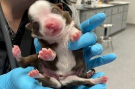 Diklaim Pertama Kalinya, Anak Anjing Lahir dengan 6 Kaki dan Bisa Bertahan Hidup